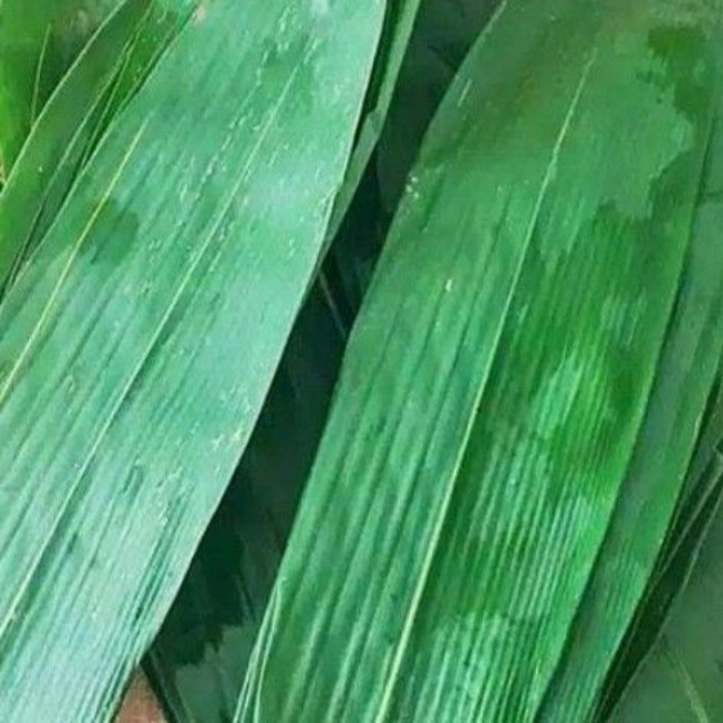 

Daun bambu/ Daun awi segar per 100 lembar + bonus. untuk bungkus bakcang langsung petik ketika orderan masuk