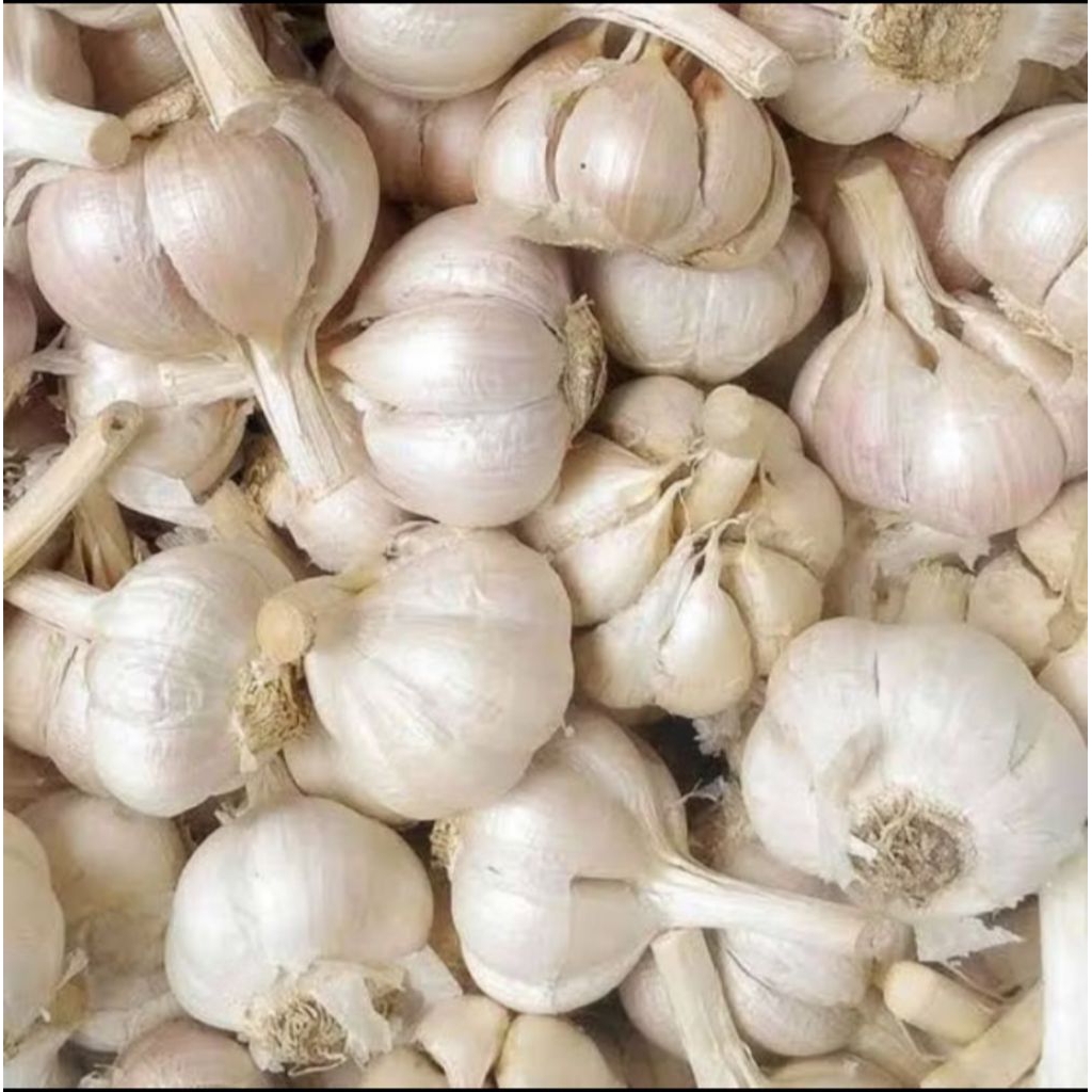 

Bawang Putih Kating