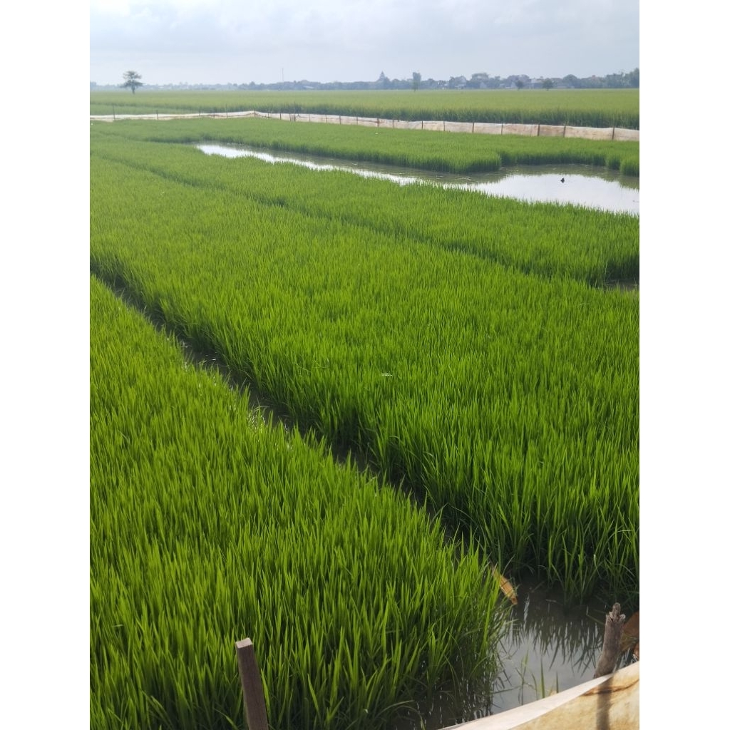 jual bibit padi siap tanam 100grm.