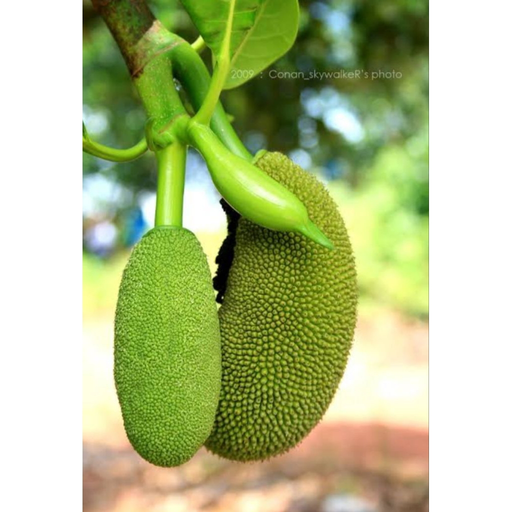 putik naka/tewel nangka sayur nangka muda