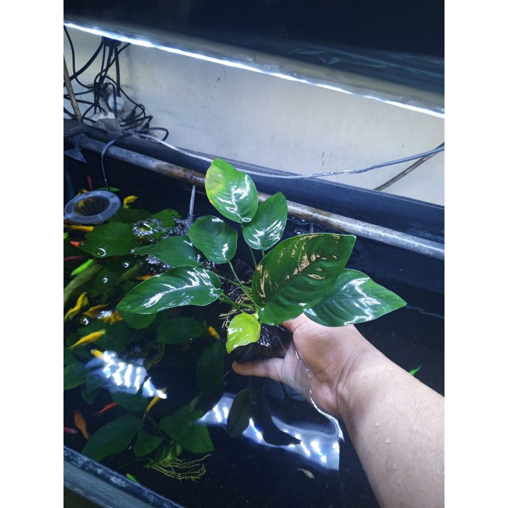 anubias nana