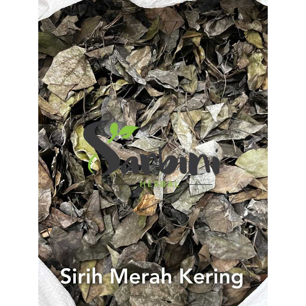 

Daun Sirih Merah Kering / Kering Daun Sirih Merah 500 gram / 1000 gram / Simplisia Kering Daun Sirih Merah Garansi Terjamin 100% Asli Murni / Bahan Daun Sirih Merah Premium / Jamu Herbal Daun Sirih Merah Tradisional Tanpa Bahan