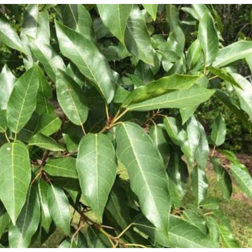 

Daun loa segar daun Ara segar 500 gram