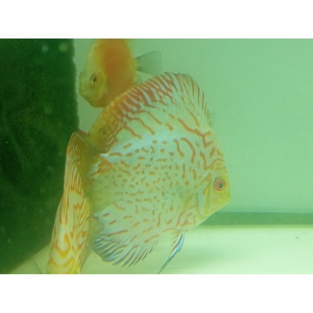 Discus Red Pigeon