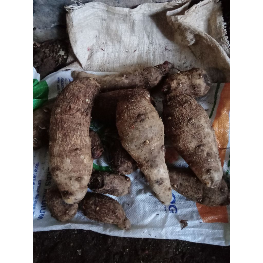 

umbi talas gajah,pulen 1 kg