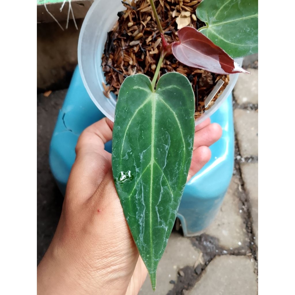 new hybrid emerald trident x df