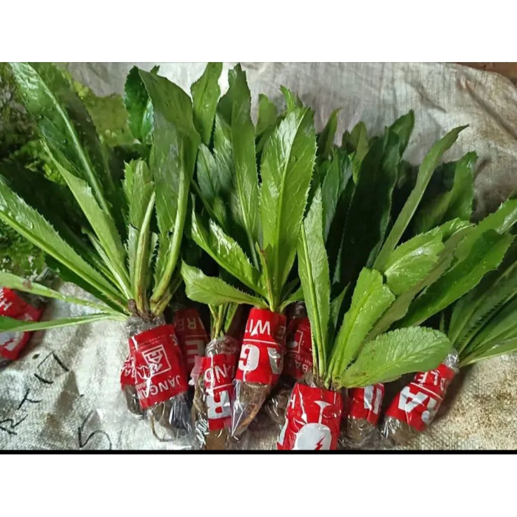 

daun Walanggeni atau walang sangit termurah per 10 tangkai