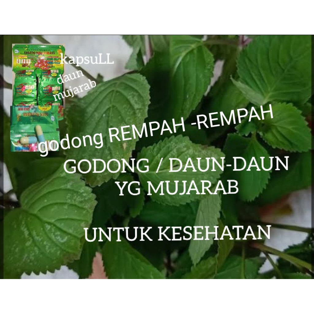 

jual godong/daun rempah2 alami masih segar (dm)
