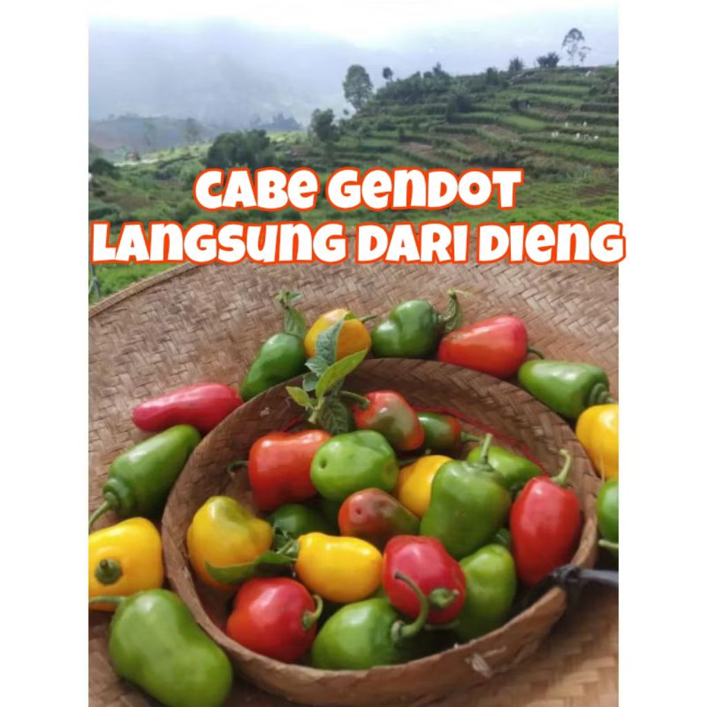 

Cabe Gendut/lombok Gendot Asli Dieng 1kg