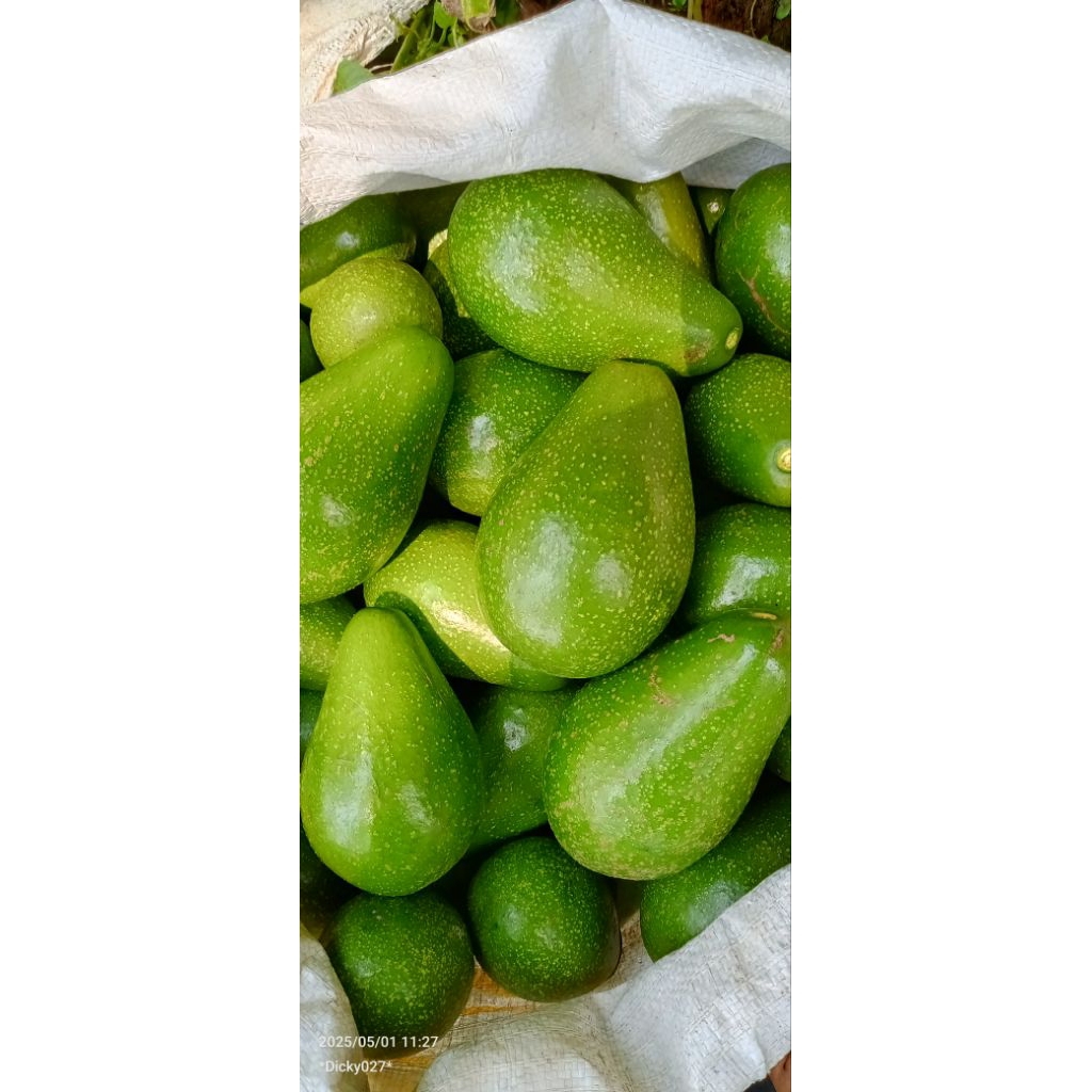 

alpukat mentega lokal (isi345/kg)bergaransi
