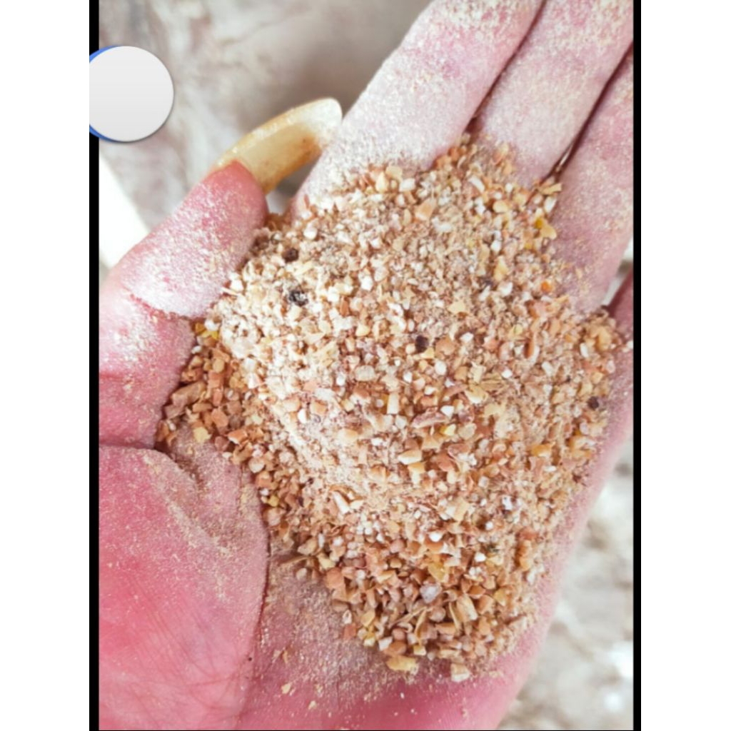 biji gandum rijek pakan ternak