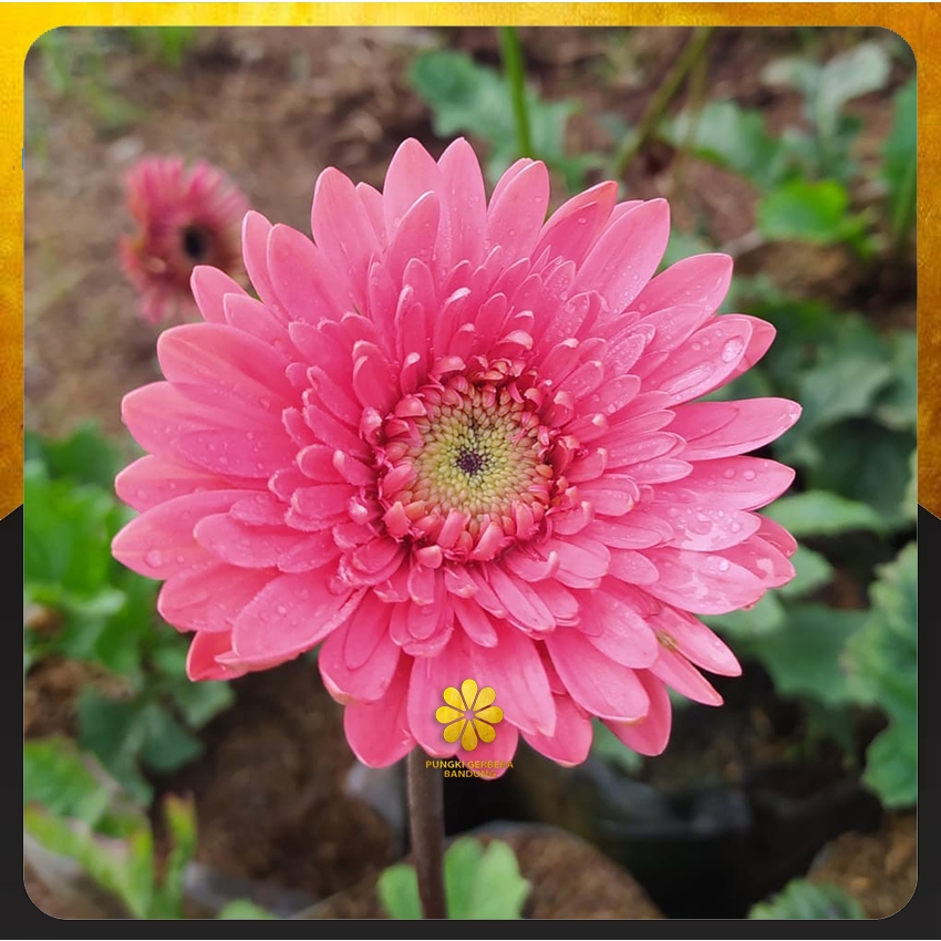 Tanaman Gerbera Import - Tanaman Herbras Hibrida Cantik