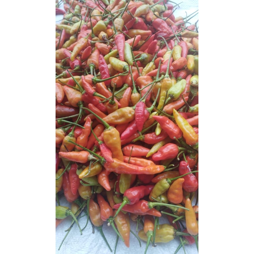 

Cabe rawit ori fresh 1 kg | rawit lombok terjangkau