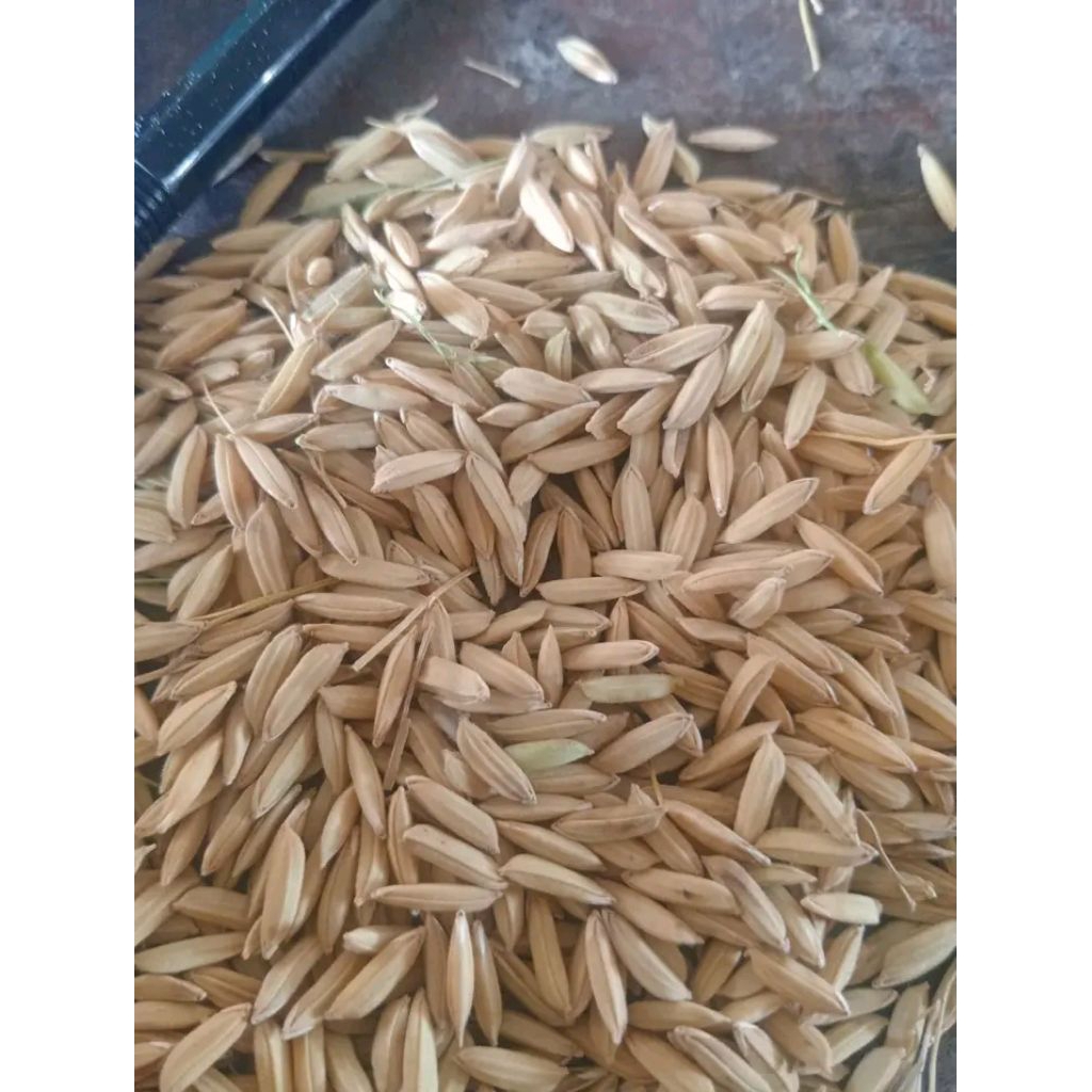 gabah kering beras putih