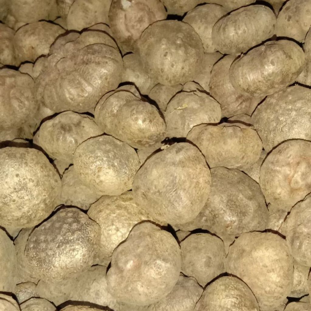 buah porang,katak porang buat bibit,1 kg