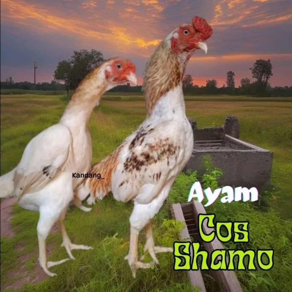 

telur ayam cos shamo asli bisa untuk di tetaskan