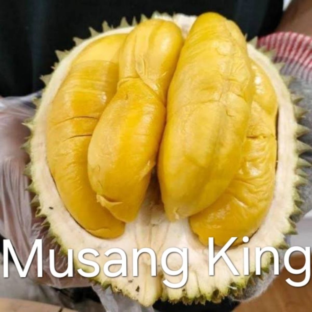 

DURIAN MUSANG KING KAKI 3 HASIL STEK BATANG