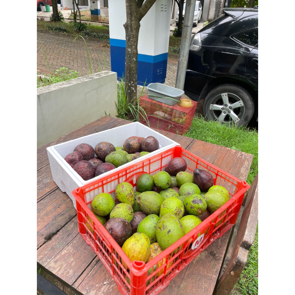 

ALPUKAT MENTEGA