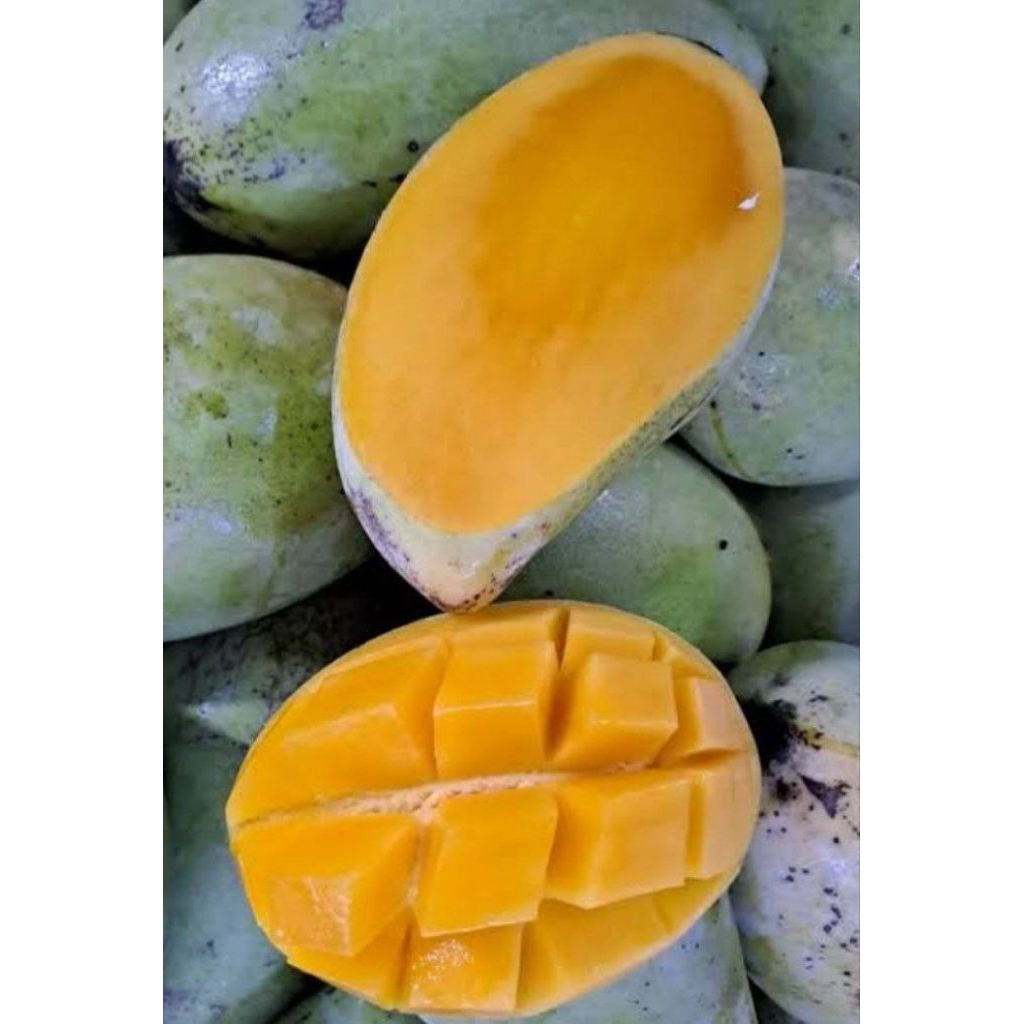 

MANGGA /HARUM MANIS / AKIYONG /GOLEK HARGA PER KG