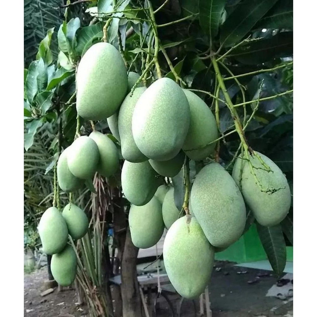 

MANGGA MUDA KILOAN MURAH