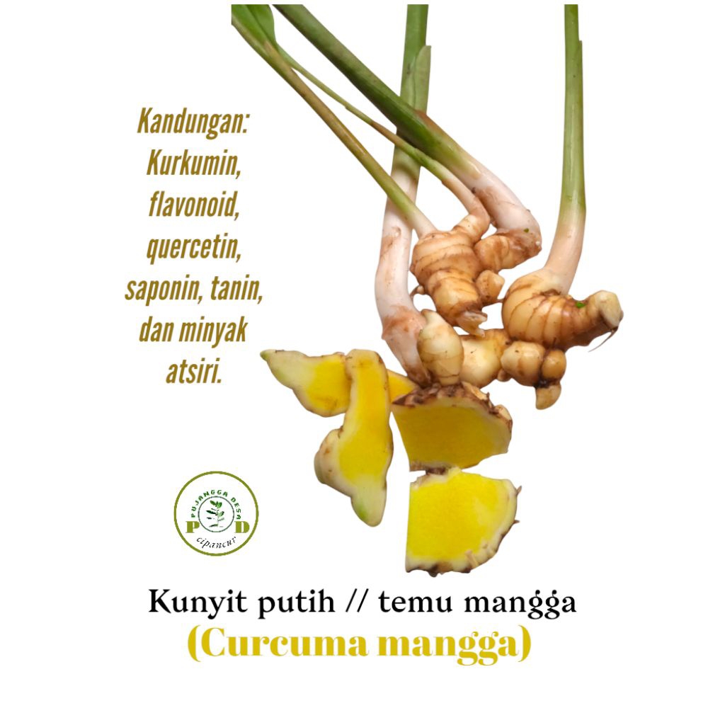 

kunyit putih/ temu putih/ Temu mangga (Curcuma mangga) segar 500gram di ambil saat orderan masuk