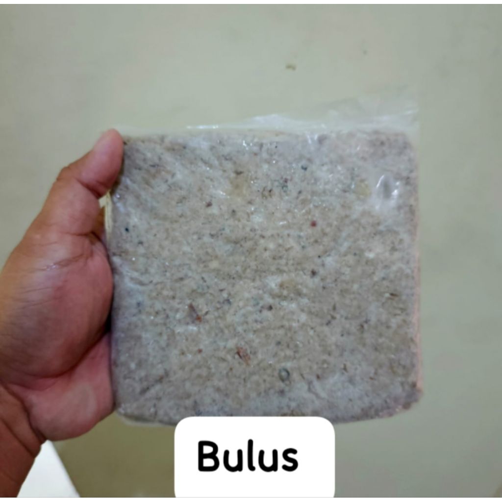 Umpan Galatama Lele Sasak Bulus - Tatula Fishing