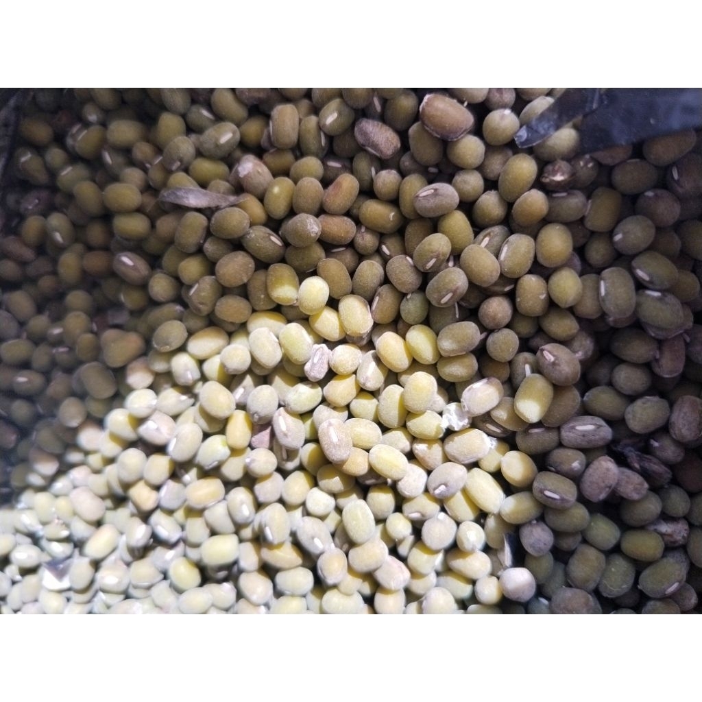 

kacang ijo