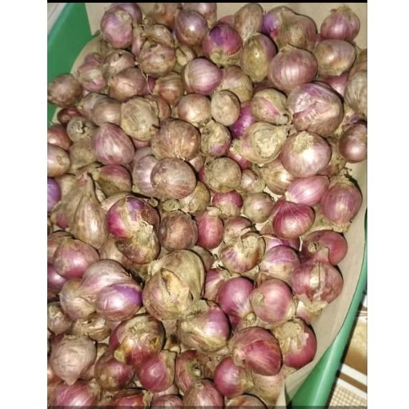 

Bawang merah Cepogo