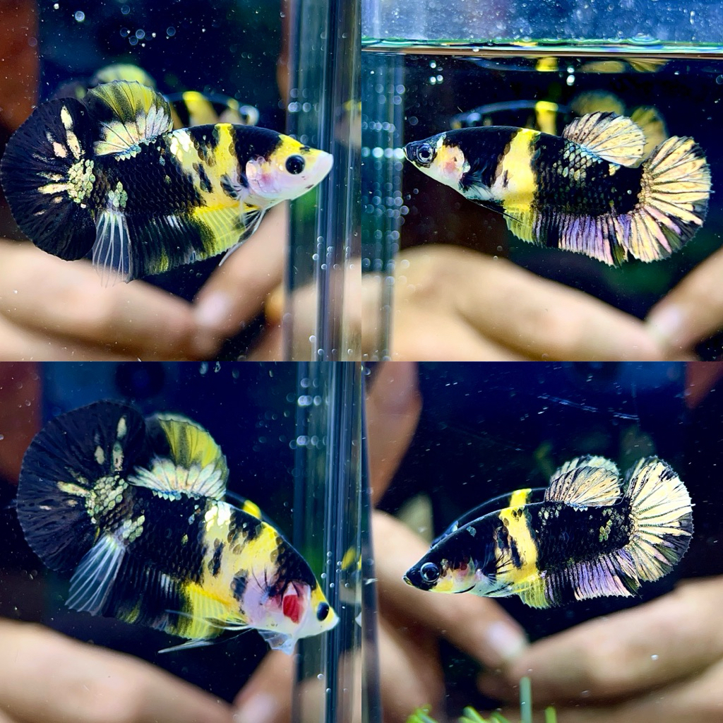 Sepasang Cupang Yellow Koi Cooper bahanan