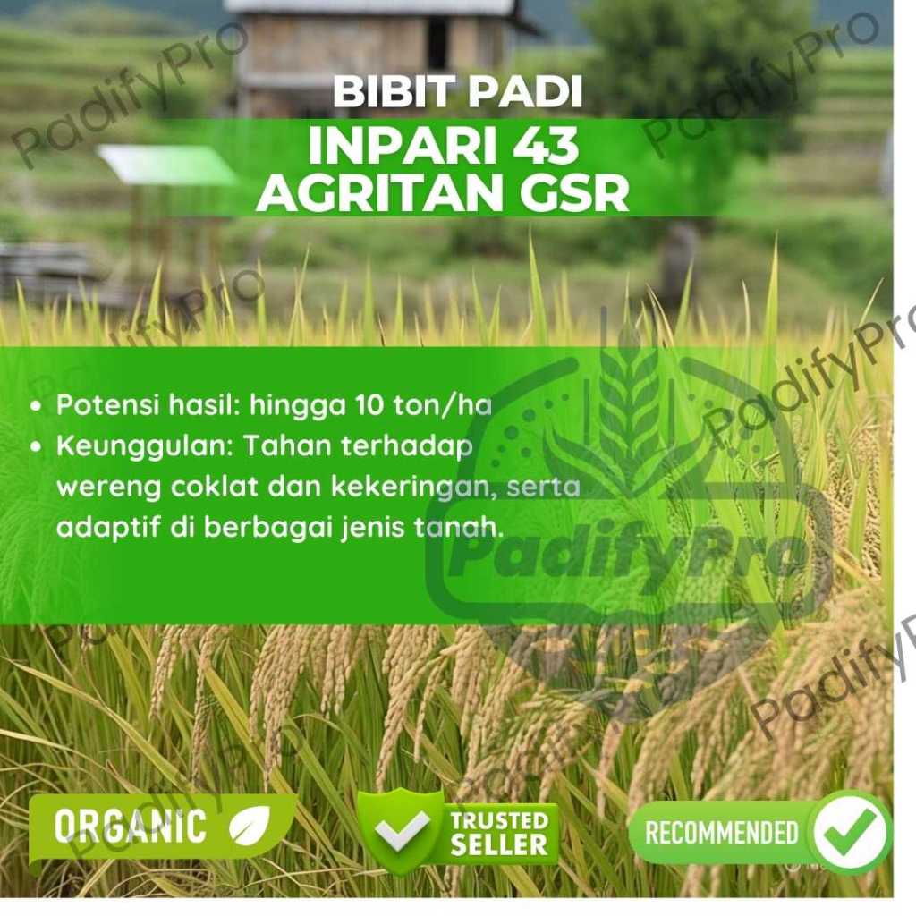

Benih Padi Inpari 43 Agritan SGR | Tahan WBC & HDB | Panen 100 HST | Hasil Tinggi