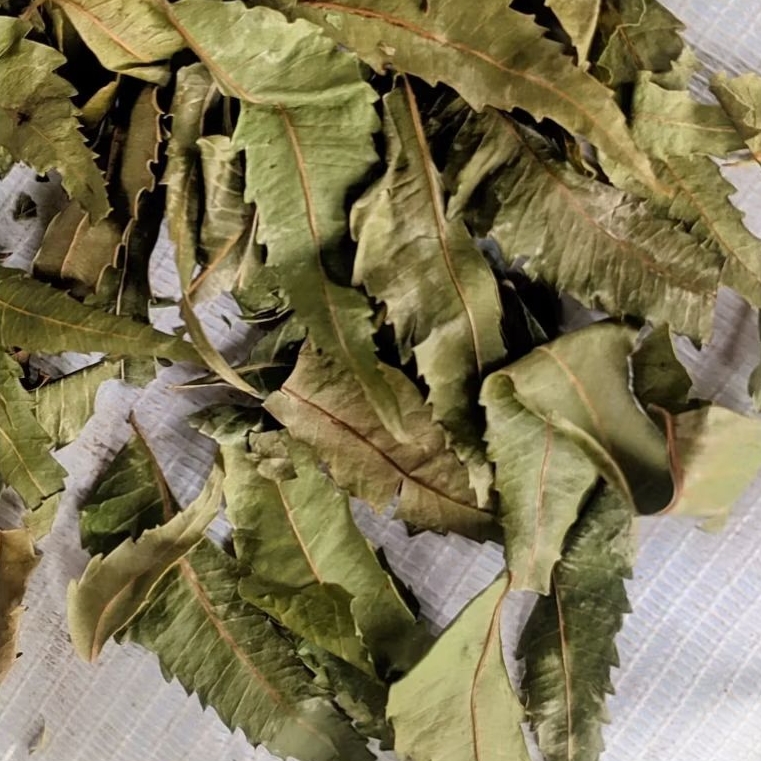 

Daun Mimba Kering Hijau Alami 1kg