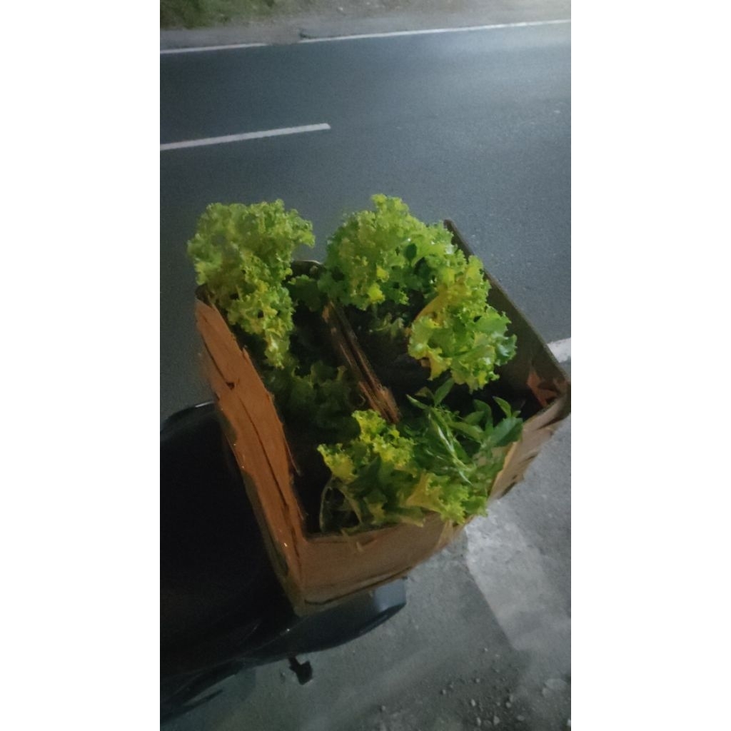 

Daun selada