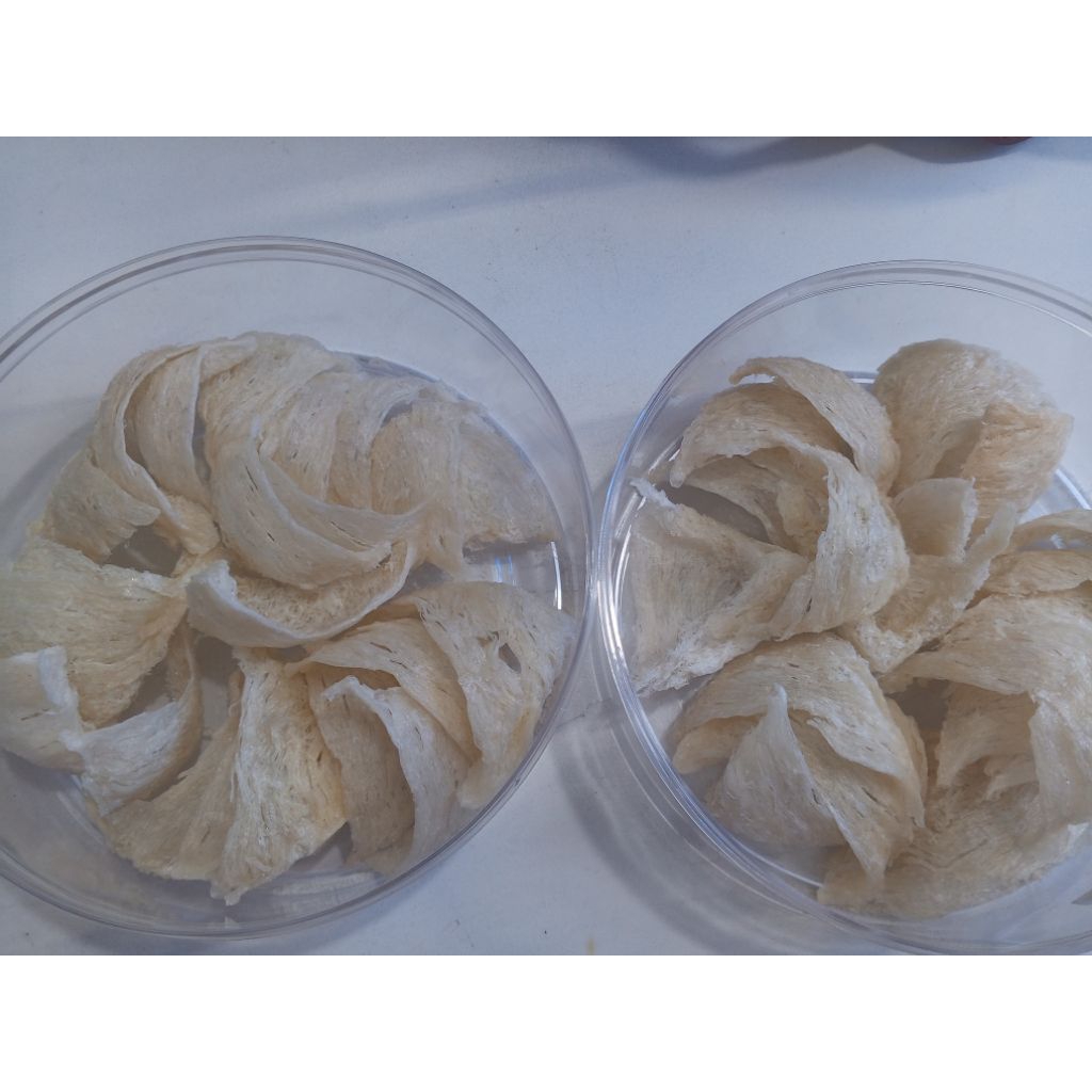 

sarang walet segitiga