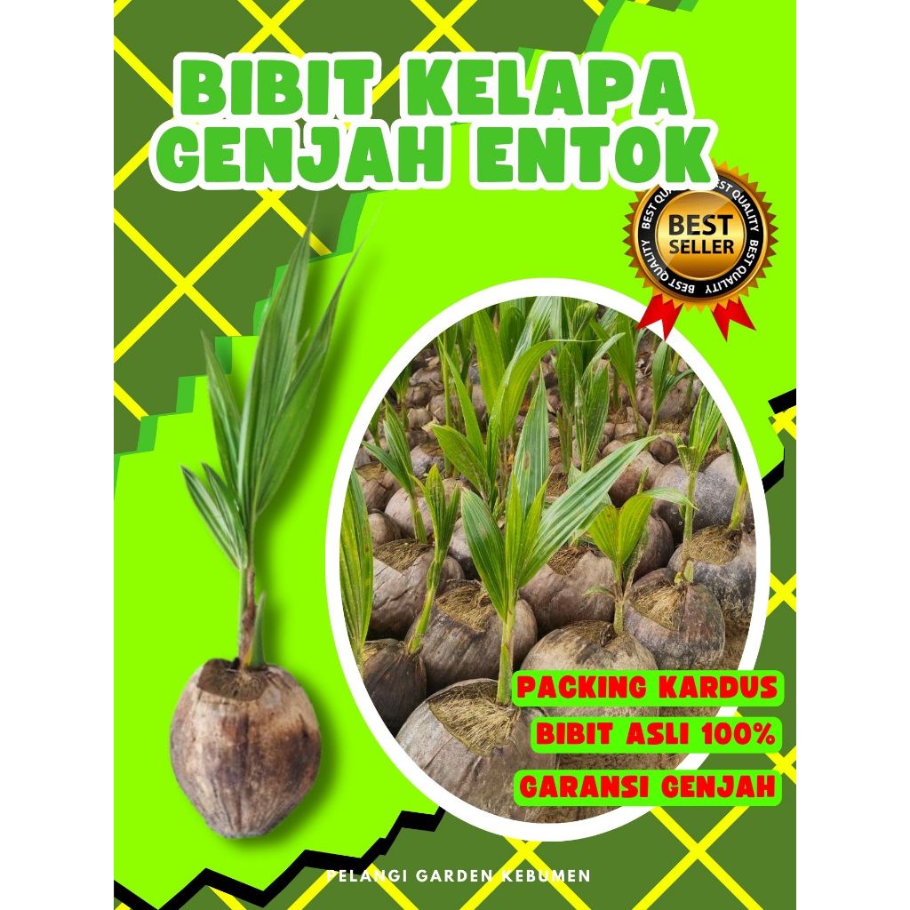 PALING DICARI.. Bibit Kelapa Besar, Bibit Kelapa Bonsai