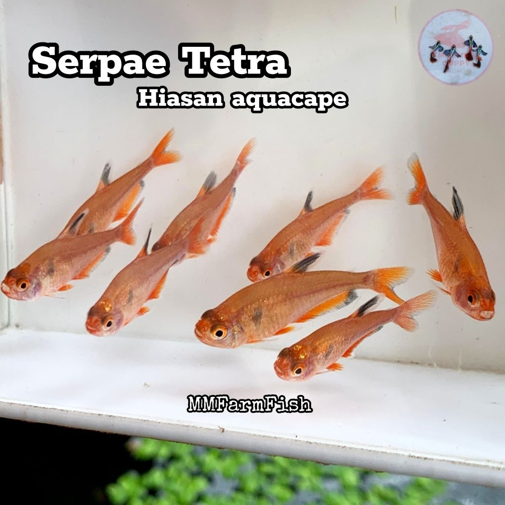 Sesuai Foto Hiasan Tetra merah Sarpae sarpe aquarium hiasan aquacape teman neon tetra mas koki glofi