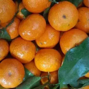 

JERUK SANTANG KECIL 1 KG