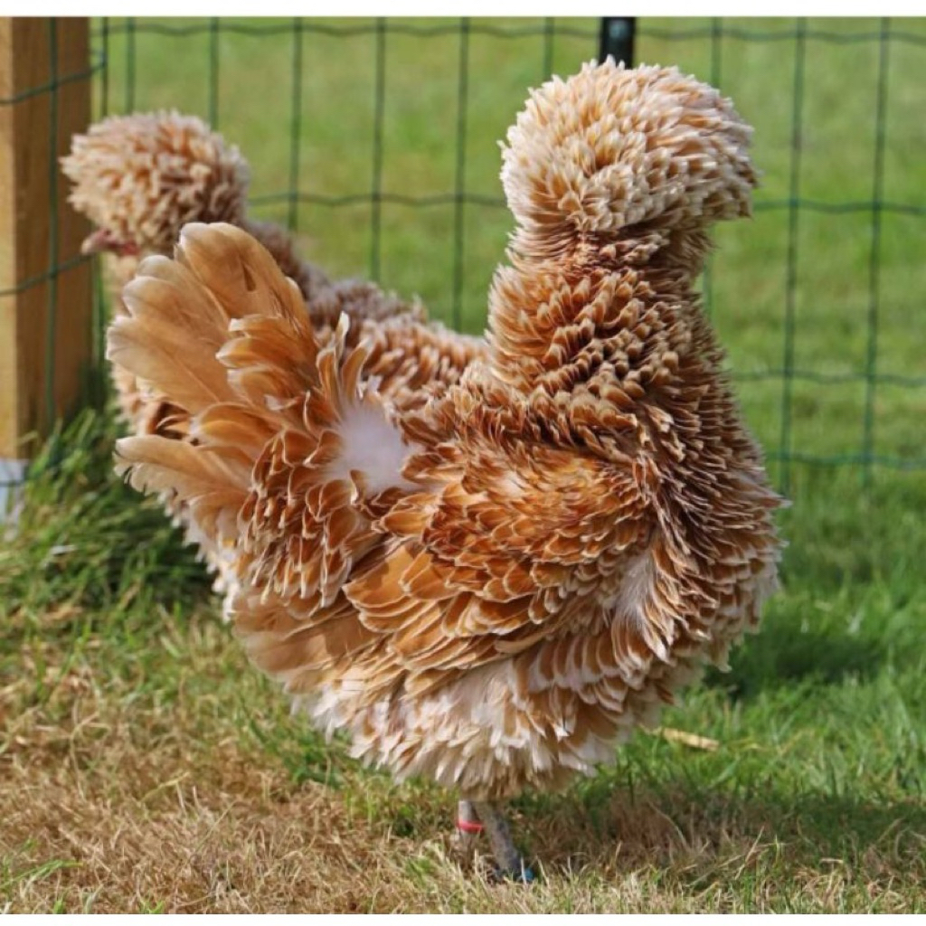

TELUR FERTIL AYAM POLAND BULU WALIK UNTUK DI TETASKAN