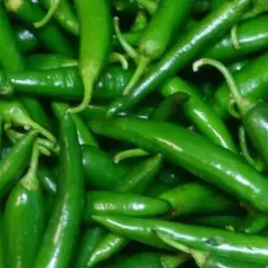 

CABE BESAR HIJAU 500GRAM