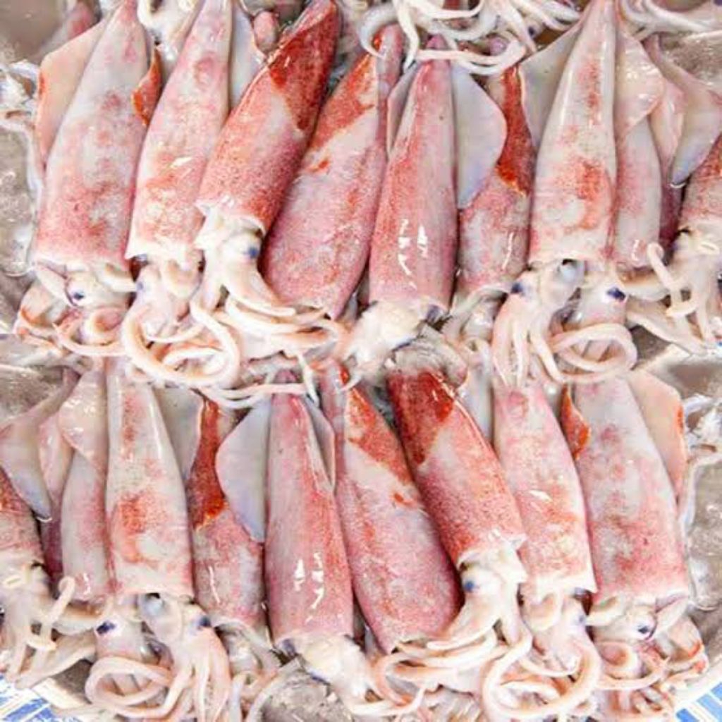 

CUMI SEGAR SIZE KECIL / CUMI CUMI SEGAR