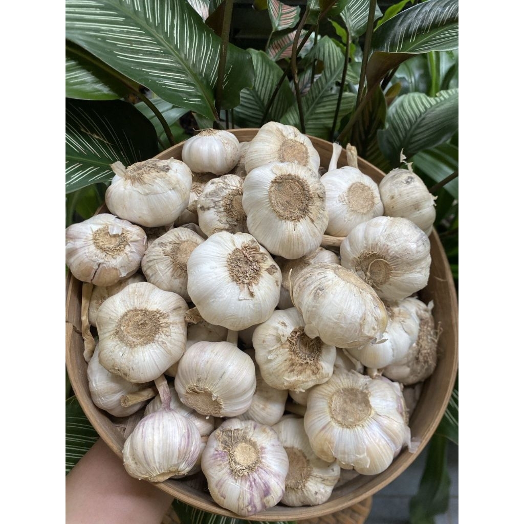 

(1000gr) bawang putih sinco (M)