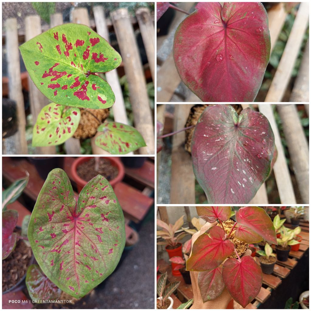 tanaman hias caladium hybrid