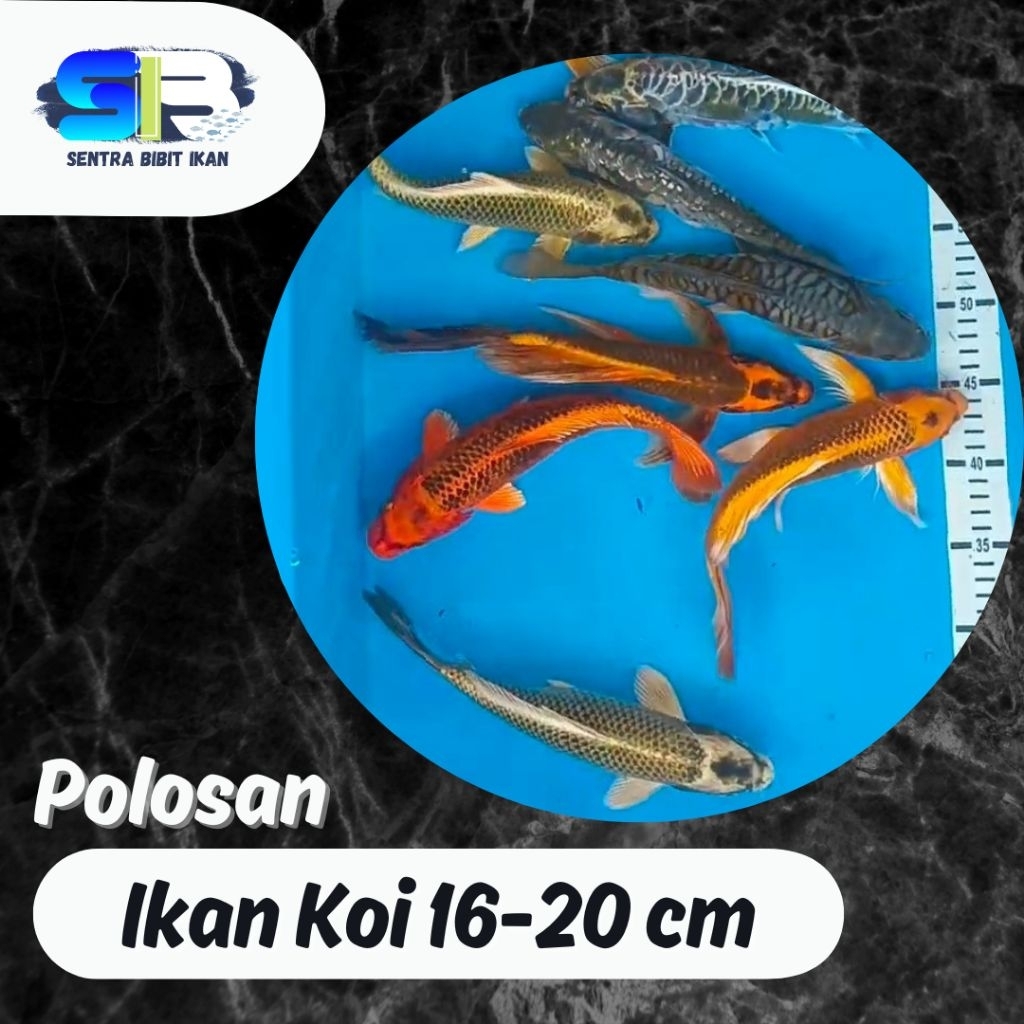 Ikan Koi Murah - Koi Polosan Ukuran 16-20 cm - Ikan Koi Blitar - Ikan Hias - Ikan Koi