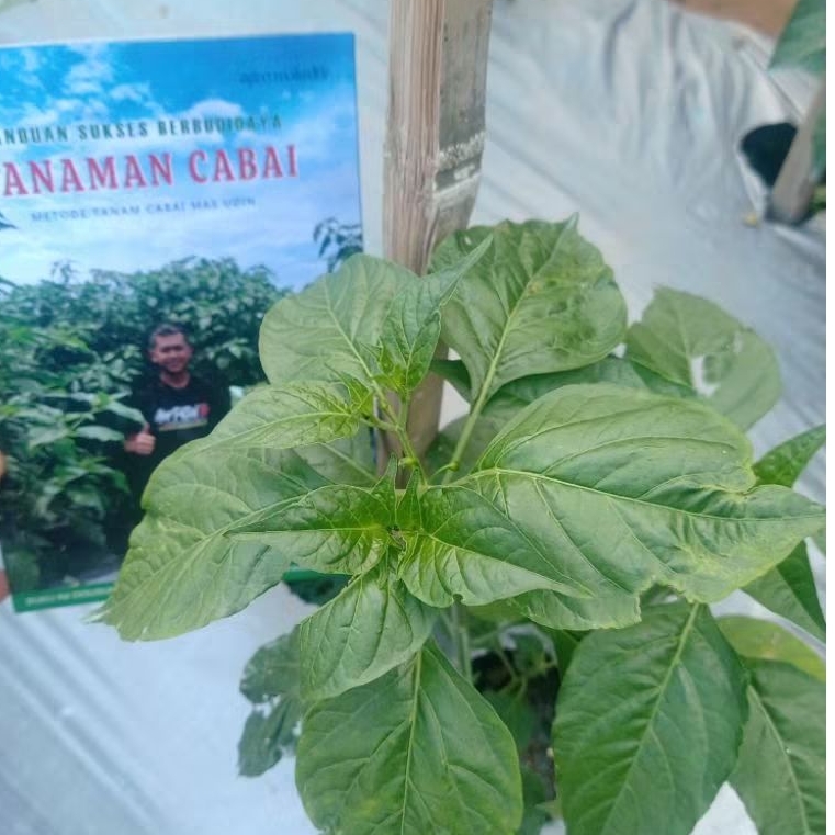 ( 7 ) (Musim Kemarau) Pupuk Racikan 30 Hst Metode Tanam Cabai Mas Udin