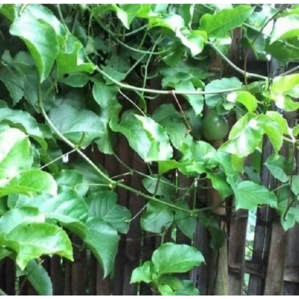 

daun markisa segar 50 lembar