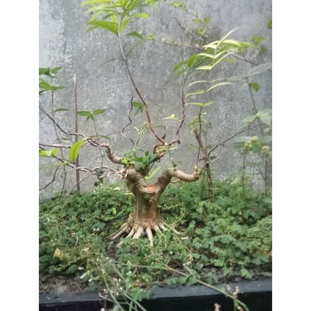 Bonsai anput