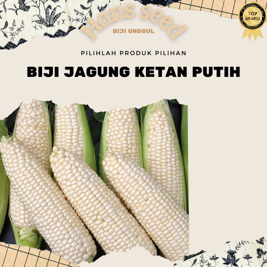 

Biji benih jagung ketan putih Asli | MURAH