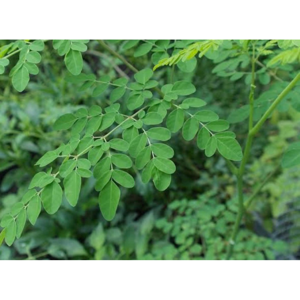 

Daun kelor pres segar petik langsung paket per 500grm