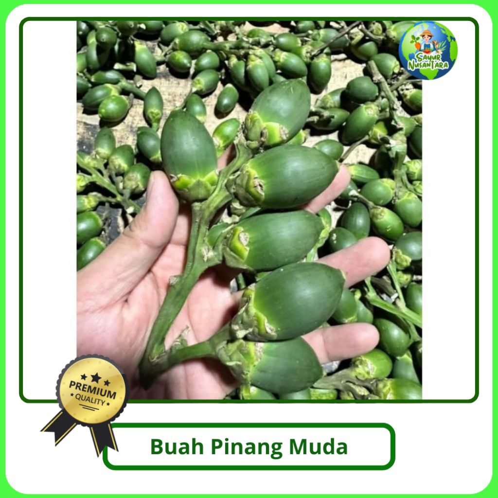 

Buah Pinang Muda/ Jambe Muda [1 kg] bisa COD