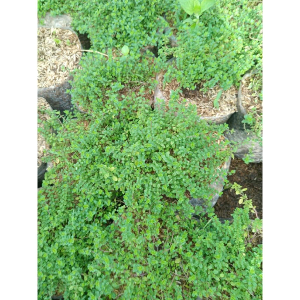 Tanaman oregano - Daun oregano