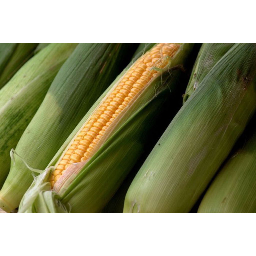 

Jagung Manis Segar Ukuran 300g/500g/1Kg